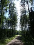 Павловский парк – в 100 м